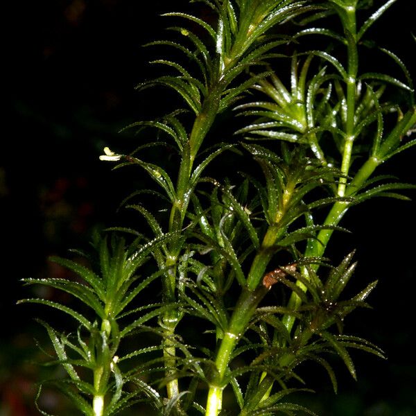 Hydrilla verticillata 葉