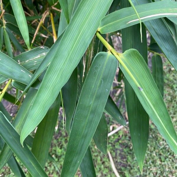 Thysanolaena latifolia Folla