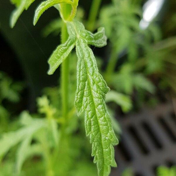 Verbena officinalis Leaf