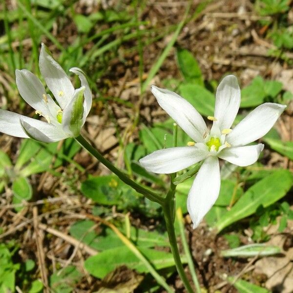 Ornithogalum orthophyllum Flors