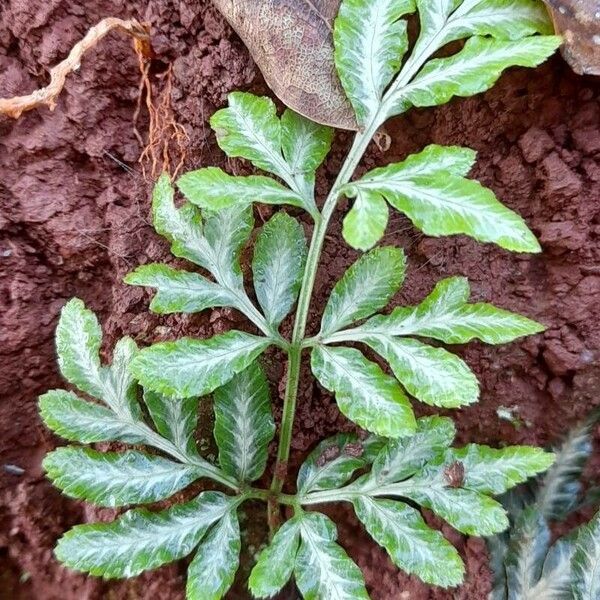 Pteris ensiformis Blad