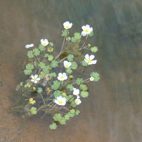 Ranunculus peltatus Cvet