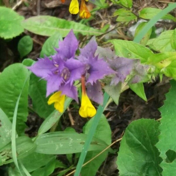 Melampyrum nemorosum Flor