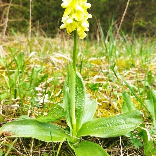 Orchis pallens 花