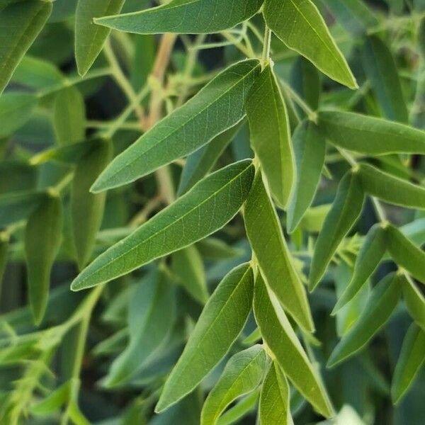 Glycyrrhiza glabra Blad