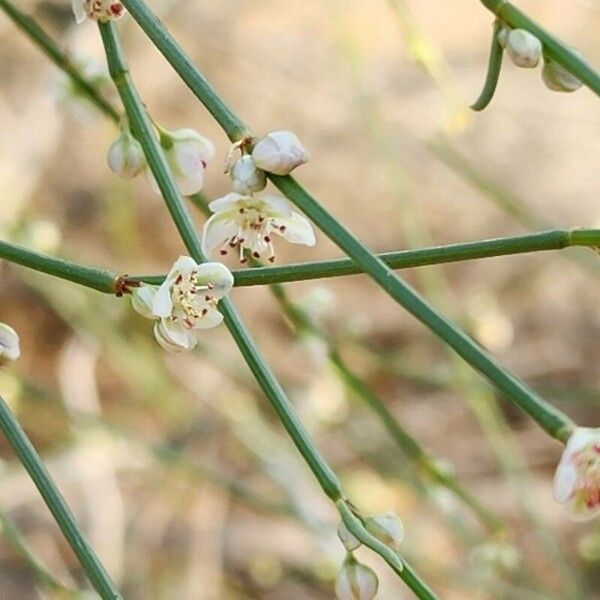 Calligonum polygonoides Fiore