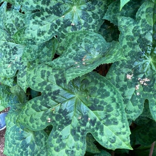 Podophyllum cv. 'Kaleidoscope' Blad