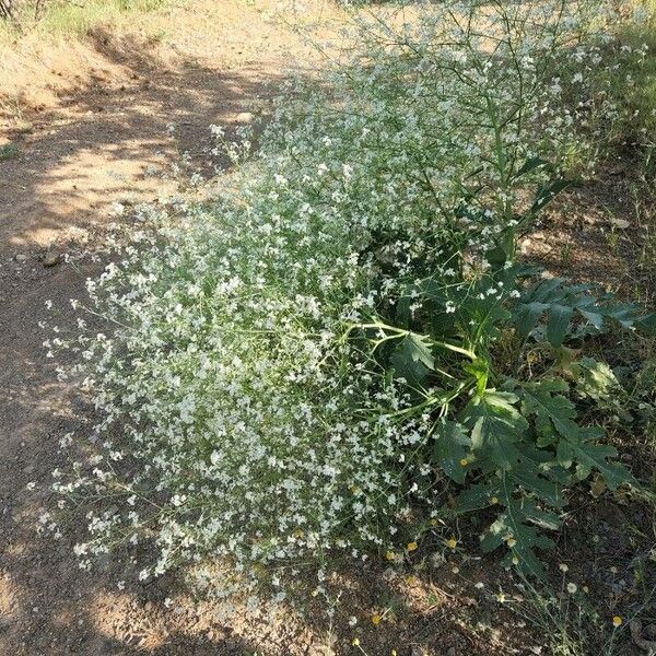 Crambe tataria (Tartarian breadplant)
