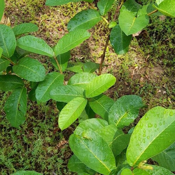 Psidium guajava Yaprak