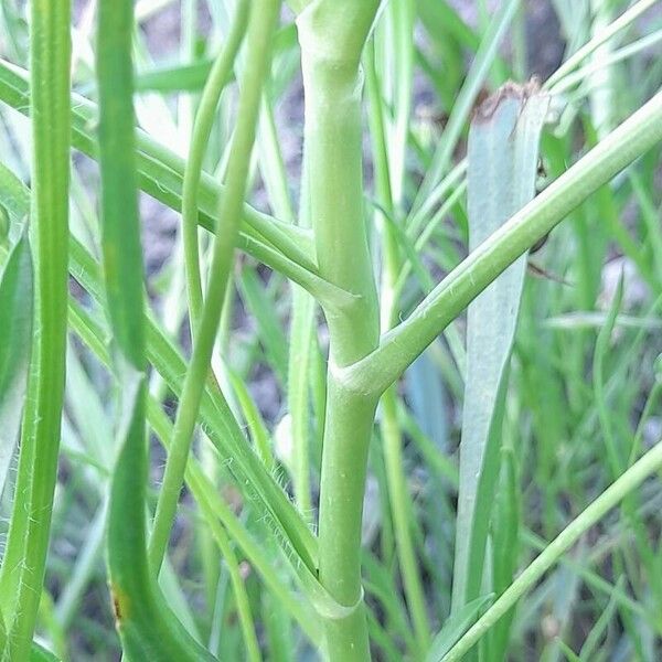 Plantago ovata 树皮