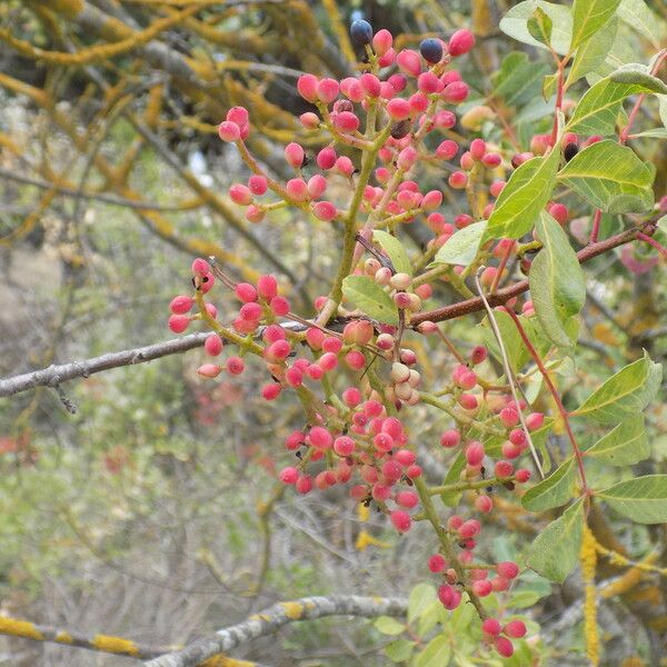 Pistacia terebinthus Levél