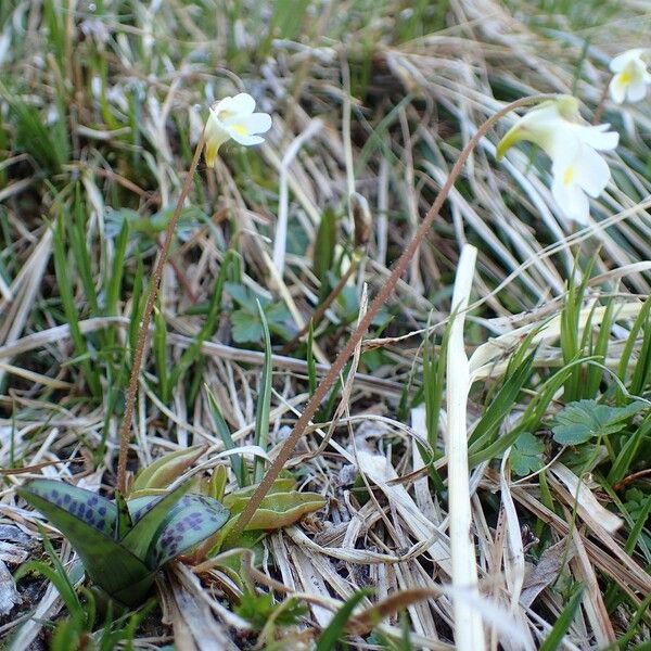 Pinguicula alpina Pokrój