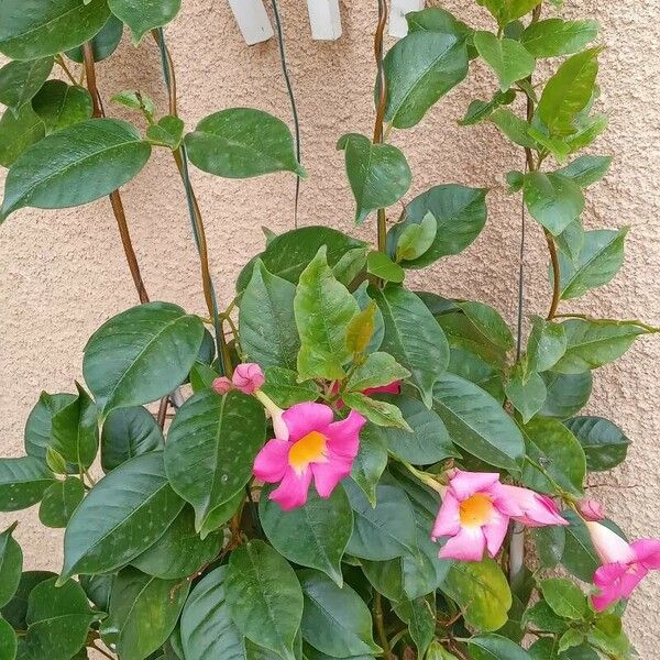 Mandevilla laxa Habit