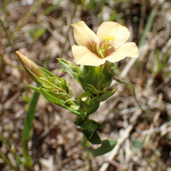 Schultesia guianensis Flower