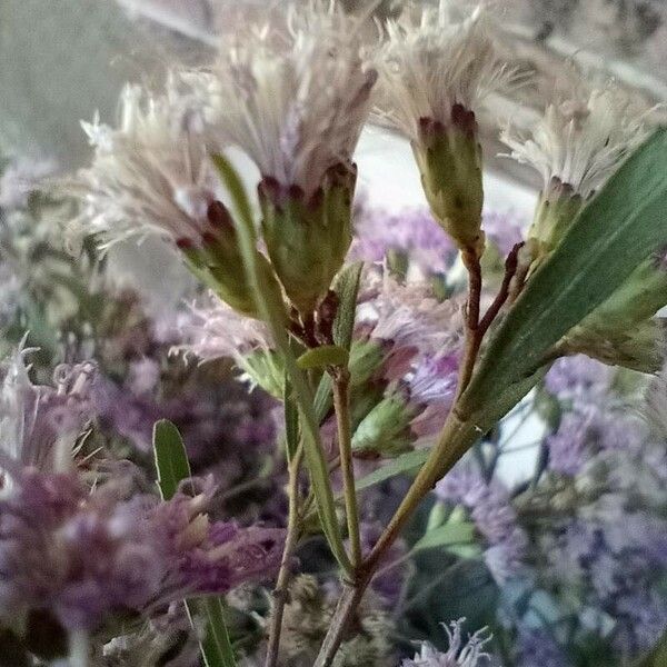 Baccharis halimifolia Flower