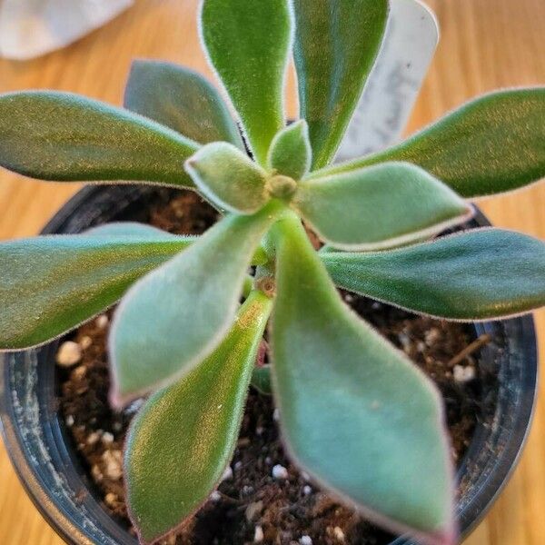 Echeveria pulvinata Blad