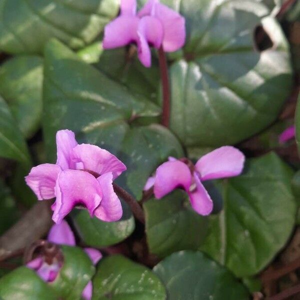 Cyclamen coum Кветка