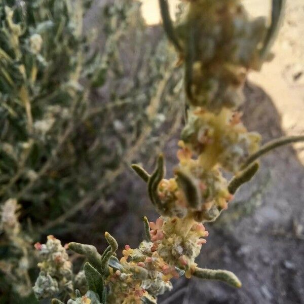 Atriplex canescens Flower