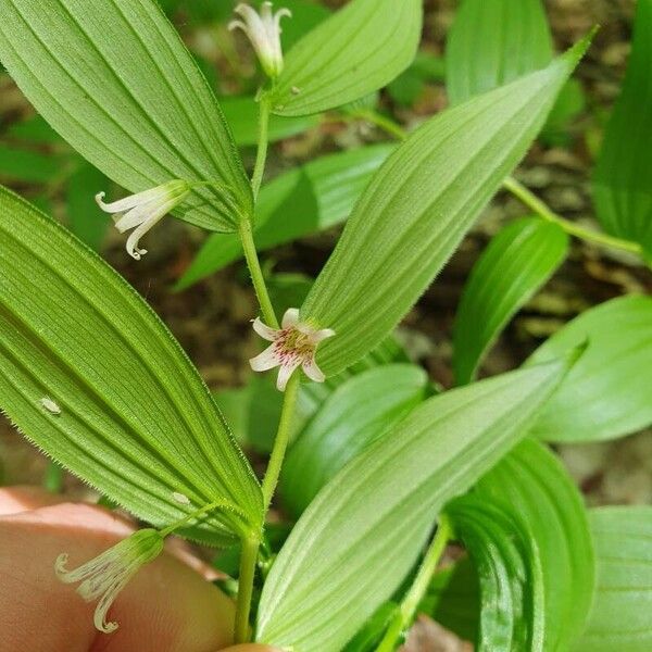 Streptopus lanceolatus Flower