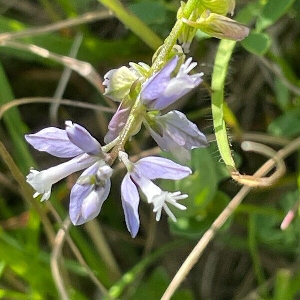 Polygala serpyllifolia Kwiat