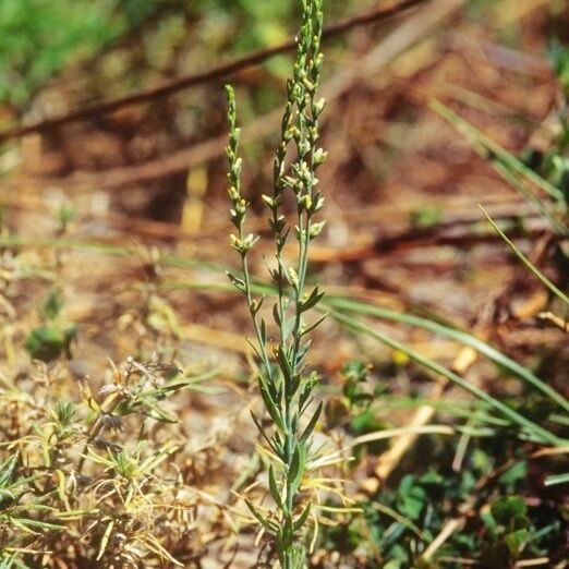 Thymelaea passerina عادت