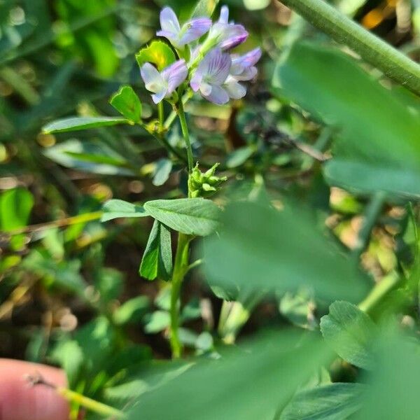 Medicago sativa Blüte