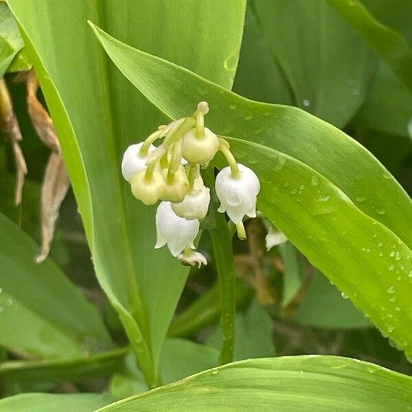 Convallaria majalis Blomst