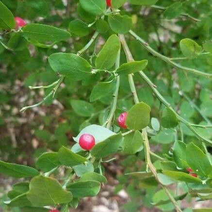 Vaccinium parvifolium 果