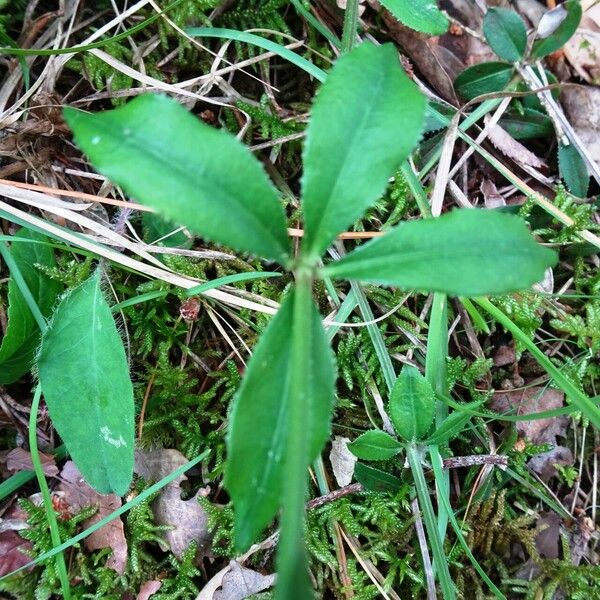 Rubia peregrina Leaf