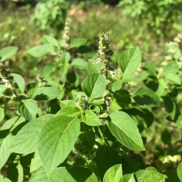 Ocimum americanum Лист