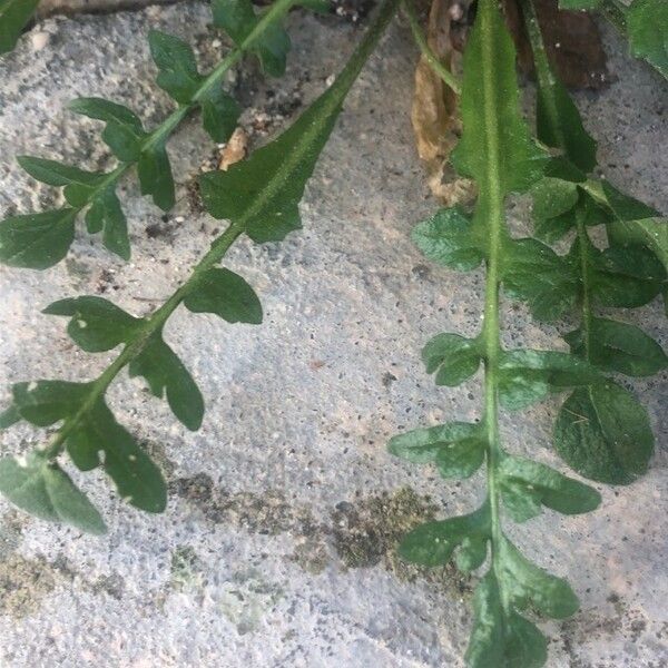 Rorippa sylvestris Leaf