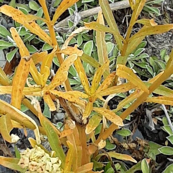 Reseda luteola Blatt