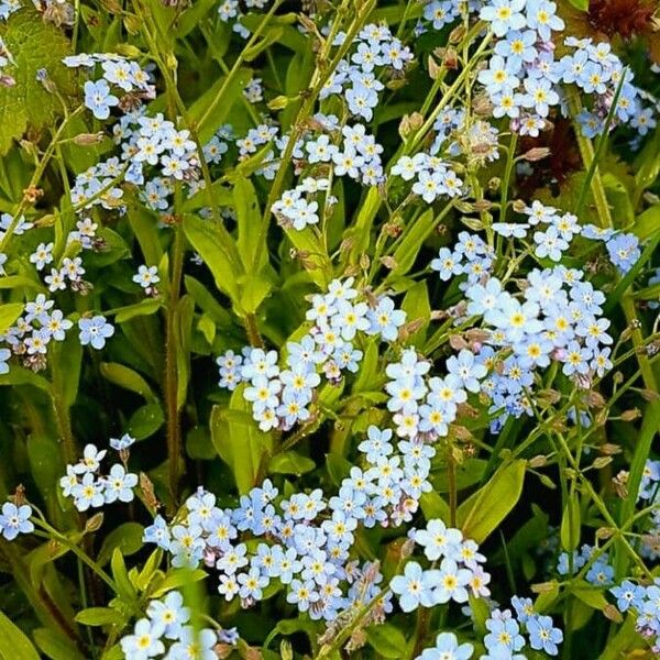 Myosotis scorpioides Λουλούδι