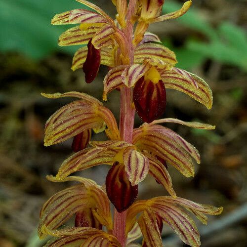 Corallorhiza striata Flower