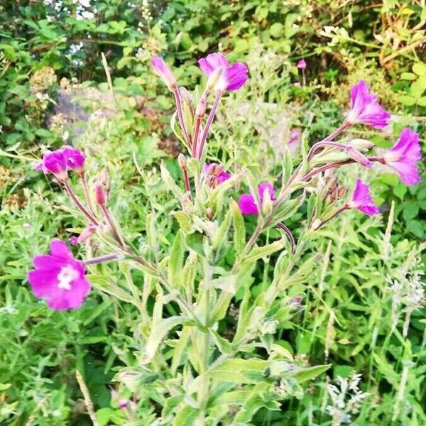 Epilobium hirsutum Blomst