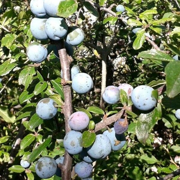 Prunus spinosa Fruchs