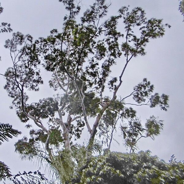 Corymbia citriodora Habit