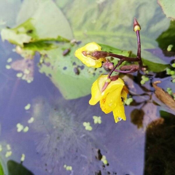 Utricularia vulgaris Õis