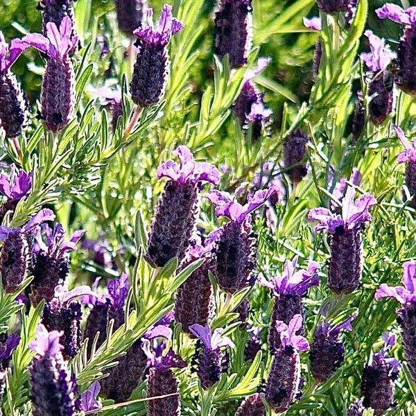 Lavandula stoechas 花