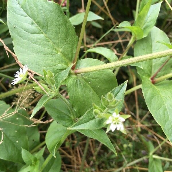 Stellaria aquatica Fulla