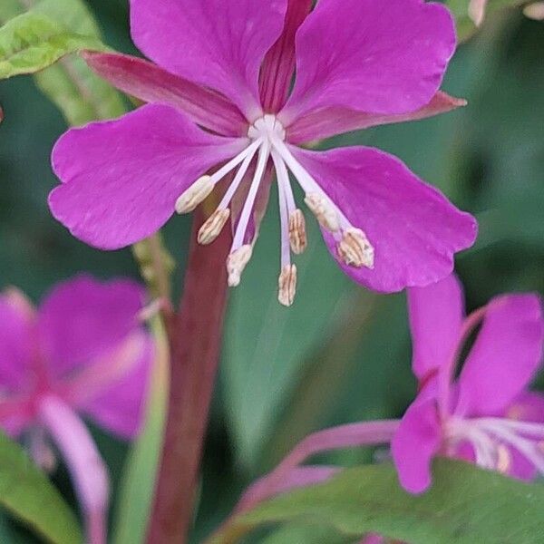 Epilobium angustifolium Кветка