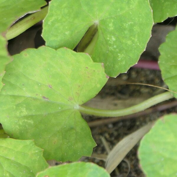 Centella asiatica 樹皮