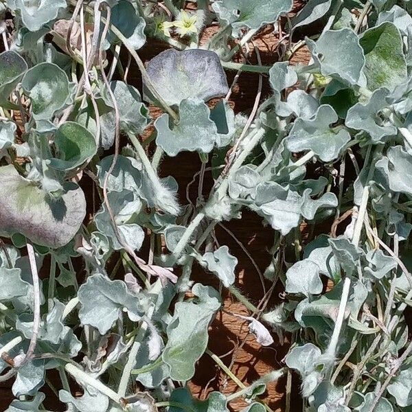 Dichondra argentea Habitus