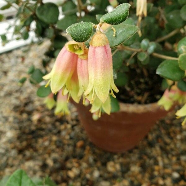 Correa reflexa Flower