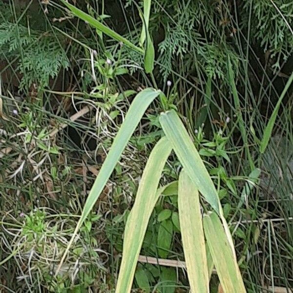 Phalaris arundinacea Lehti