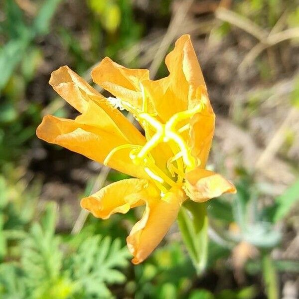 Oenothera affinis Flors