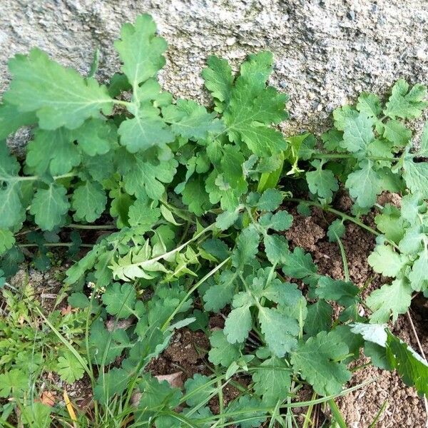 Chelidonium majus Лист