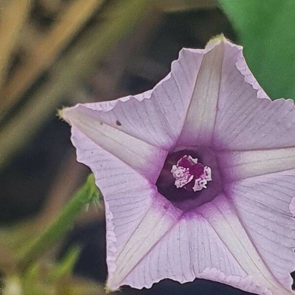 Convolvulus sagittatus Flower