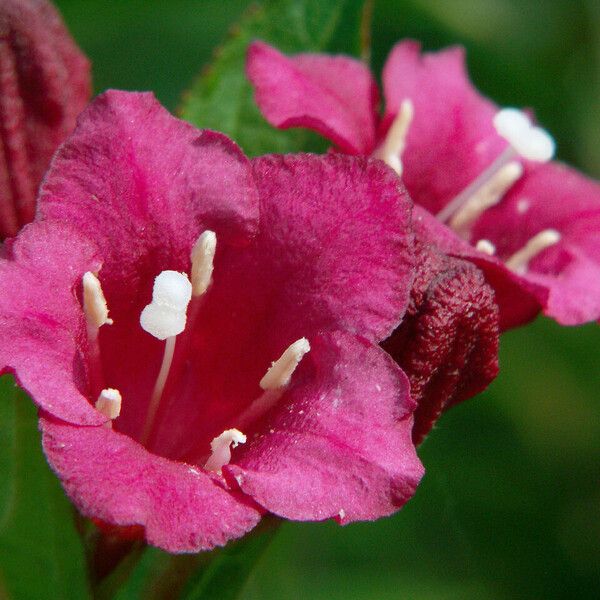 Weigela florida Цвят