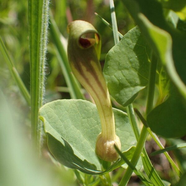 Aristolochia paucinervis പുഷ്പം